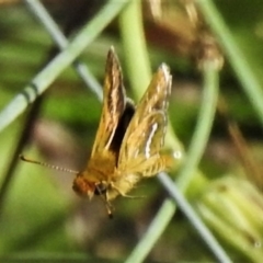 Taractrocera papyria (White-banded Grass-dart) at Namadgi National Park - 20 Mar 2022 by JohnBundock