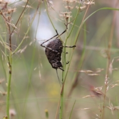 Acripeza reticulata at Mount Clear, ACT - 24 Jan 2022