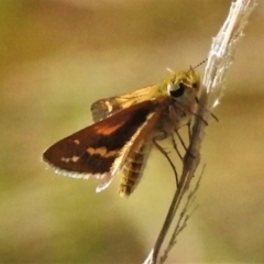 Taractrocera papyria (White-banded Grass-dart) at Cotter River, ACT - 20 Mar 2022 by JohnBundock