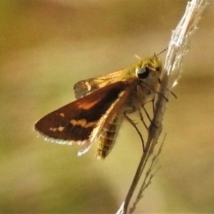 Taractrocera papyria at Cotter River, ACT - 20 Mar 2022 11:31 AM