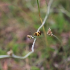 Chrysonoma fascialis (A concealer moth) at Namadgi National Park - 24 Jan 2022 by JimL