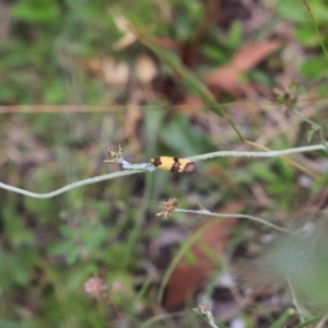 Chrysonoma fascialis at Mount Clear, ACT - 24 Jan 2022