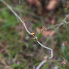 Chrysonoma fascialis at Mount Clear, ACT - 24 Jan 2022