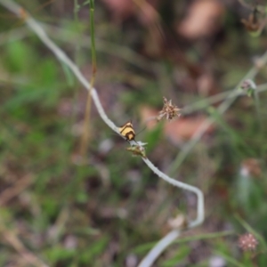 Chrysonoma fascialis at Mount Clear, ACT - 24 Jan 2022