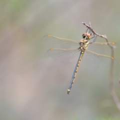 Hemicordulia tau (Tau Emerald) at Wamboin, NSW - 10 Jan 2022 by natureguy