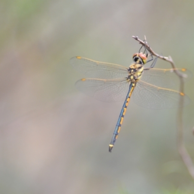 Hemicordulia tau (Tau Emerald) at Wamboin, NSW - 10 Jan 2022 by natureguy