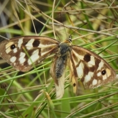 Heteronympha penelope (Shouldered Brown) at Gibraltar Pines - 20 Mar 2022 by JohnBundock