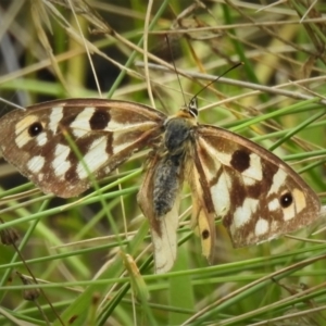 Heteronympha penelope at Paddys River, ACT - 20 Mar 2022