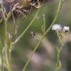 Araneidae (family) (Orb weaver) at Namadgi National Park - 24 Jan 2022 by JimL