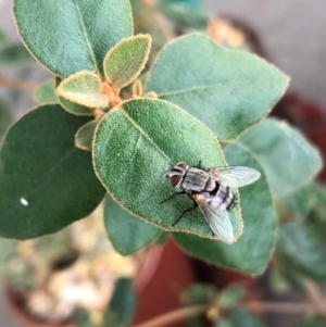 Cuphocera sp. (genus) at Reid, ACT - 20 Mar 2022