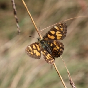 Oreixenica lathoniella at Tennent, ACT - 20 Mar 2022