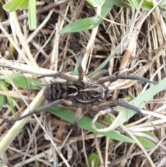 Tasmanicosa sp. (genus) (Tasmanicosa wolf spider) at Rendezvous Creek, ACT - 19 Mar 2022 by VanceLawrence