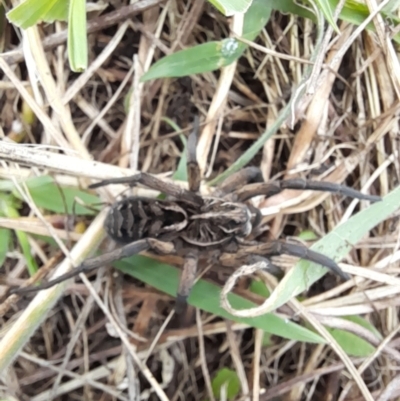 Tasmanicosa sp. (genus) (Unidentified Tasmanicosa wolf spider) at Rendezvous Creek, ACT - 19 Mar 2022 by VanceLawrence