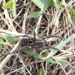 Tasmanicosa sp. (genus) at Rendezvous Creek, ACT - 19 Mar 2022 12:14 PM