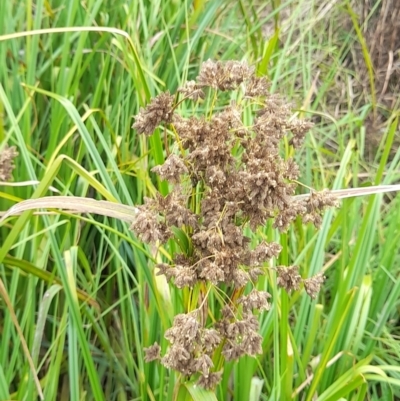 Scirpus polystachyus (Large-head Club-rush) at Rendezvous Creek, ACT - 19 Mar 2022 by VanceLawrence