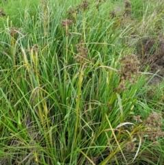 Scirpus polystachyus at Rendezvous Creek, ACT - 19 Mar 2022 11:26 AM