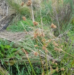 Juncus vaginatus (Clustered Rush) at Rendezvous Creek, ACT - 19 Mar 2022 by VanceLawrence