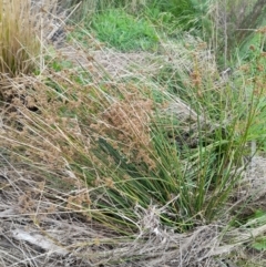 Juncus vaginatus at Rendezvous Creek, ACT - 19 Mar 2022 11:25 AM