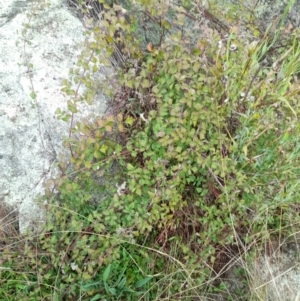 Rubus parvifolius at Rendezvous Creek, ACT - 19 Mar 2022 09:55 AM