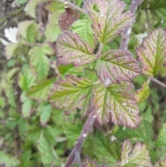 Rubus parvifolius at Rendezvous Creek, ACT - 19 Mar 2022 09:55 AM