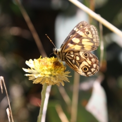 Oreixenica latialis (Small Alpine Xenica) at Tennent, ACT - 20 Mar 2022 by DavidForrester