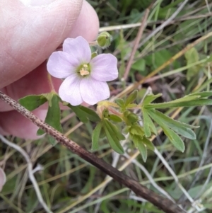 Geranium solanderi at Rendezvous Creek, ACT - 19 Mar 2022