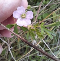 Geranium solanderi at Rendezvous Creek, ACT - 19 Mar 2022 10:13 AM