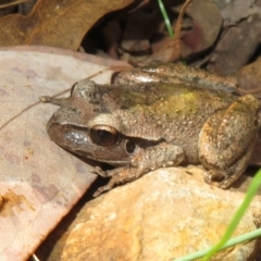Litoria lesueuri (Lesueur's Tree-frog) at Namadgi National Park - 19 Mar 2022 by Christine