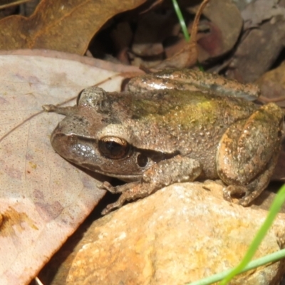 Litoria lesueuri (Lesueur's Tree-frog) at Cotter River, ACT - 20 Mar 2022 by Christine