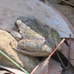 Litoria lesueuri at Cotter River, ACT - 20 Mar 2022