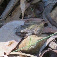 Litoria lesueuri at Cotter River, ACT - 20 Mar 2022