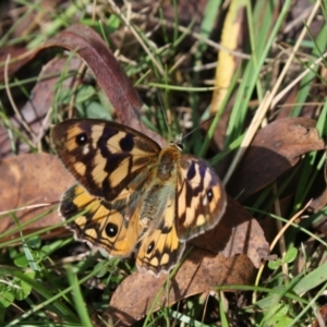 Heteronympha penelope at Cotter River, ACT - 20 Mar 2022