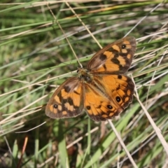 Heteronympha penelope (Shouldered Brown) at Cotter River, ACT - 20 Mar 2022 by DavidForrester