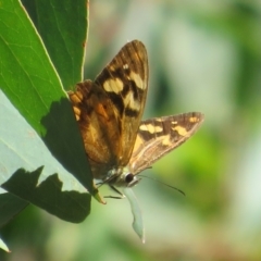 Heteronympha banksii (Banks' Brown) at Namadgi National Park - 19 Mar 2022 by Christine