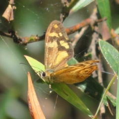 Heteronympha banksii at Cotter River, ACT - 20 Mar 2022