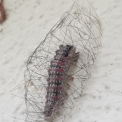 Anestia (genus) (A tiger moth) at Turner, ACT - 20 Mar 2022 by LD12