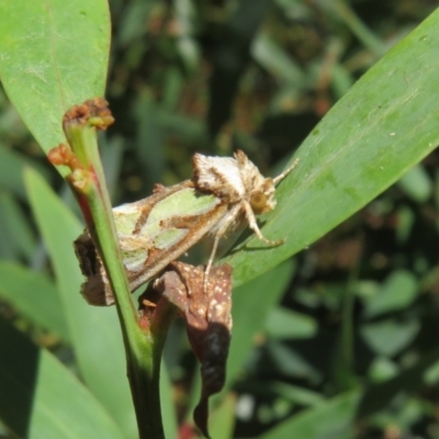 Cosmodes elegans (Green Blotched Moth) at Namadgi National Park - 19 Mar 2022 by Christine