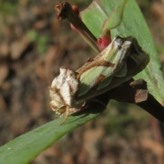 Cosmodes elegans at Cotter River, ACT - 20 Mar 2022