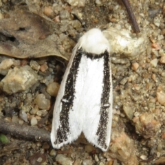 Oenosandra boisduvalii (Boisduval's Autumn Moth) at Gibraltar Pines - 20 Mar 2022 by Christine