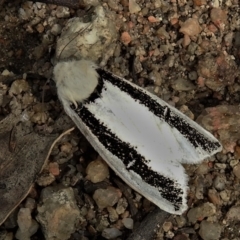 Oenosandra boisduvalii (Boisduval's Autumn Moth) at Gibraltar Pines - 20 Mar 2022 by JohnBundock