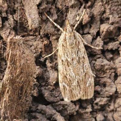 Scoparia emmetropis (A Crambid moth) at Acton, ACT - 20 Mar 2022 by trevorpreston