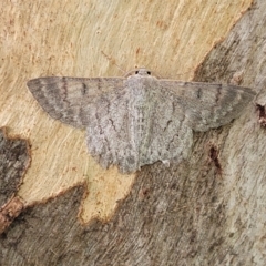 Crypsiphona ocultaria (Red-lined Looper Moth) at Acton, ACT - 20 Mar 2022 by trevorpreston