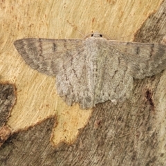 Crypsiphona ocultaria at Acton, ACT - 20 Mar 2022 06:15 PM