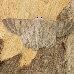 Crypsiphona ocultaria at Acton, ACT - 20 Mar 2022 06:15 PM