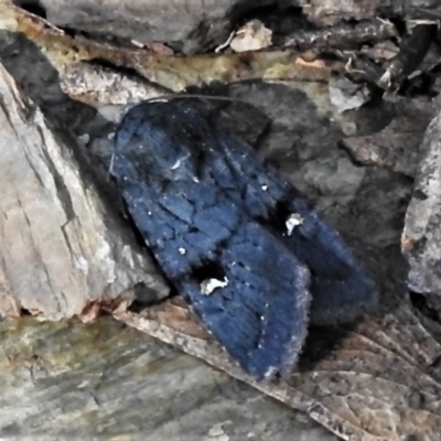 Proteuxoa atra (Sombre Noctuid) at Cotter River, ACT - 19 Mar 2022 by JohnBundock