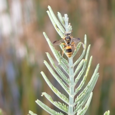 Cerceris sp. (genus) (Unidentified Cerceris wasp) at Murrumbateman, NSW - 20 Mar 2022 by SimoneC