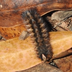 Anthela (genus) immature (Unidentified Anthelid Moth) at Cotter River, ACT - 19 Mar 2022 by JohnBundock