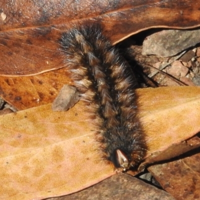 Anthela (genus) immature (Unidentified Anthelid Moth) at Namadgi National Park - 19 Mar 2022 by JohnBundock