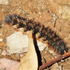 Anthela (genus) immature at Cotter River, ACT - 20 Mar 2022