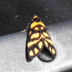 Asura lydia (Lydia Lichen Moth) at Cotter River, ACT - 20 Mar 2022 by JohnBundock